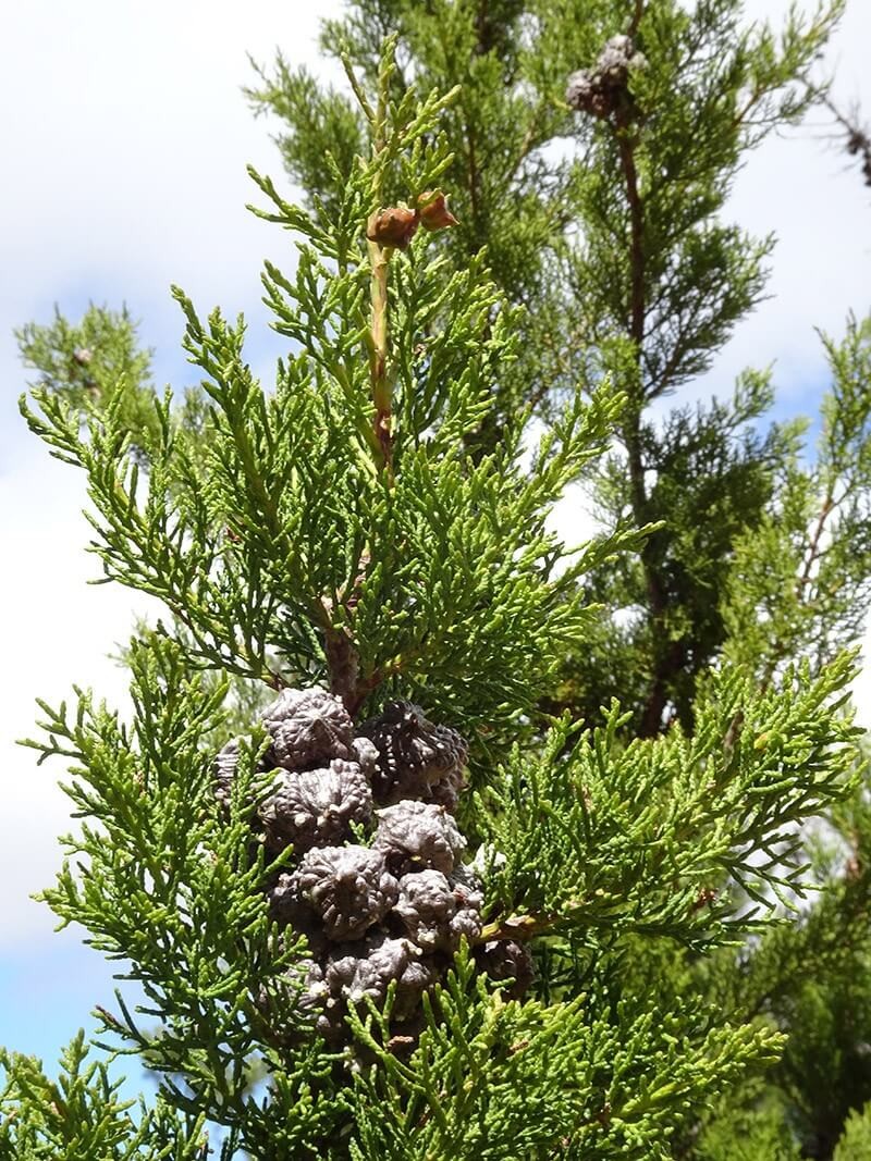 24marVFhub ClanwilliamCedar 5 Female cones grey ripe Linder w