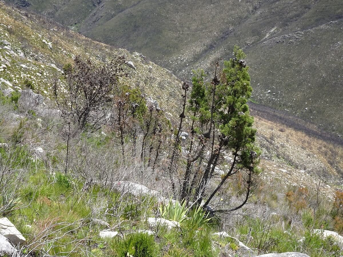 24marVFhub ClanwilliamCedar 6 Widdringtonia nodiflora resproute p55924