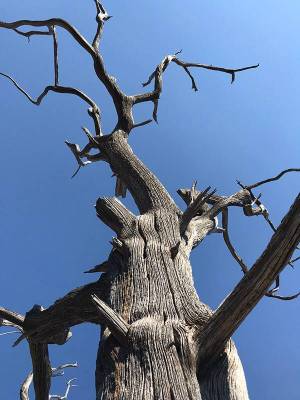 Old Cedar Tree