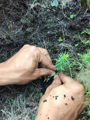 Planting a cedar sapling