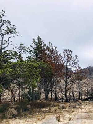 burnt_cedars_at_plantation_original