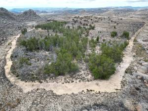 cedar_plantation_original