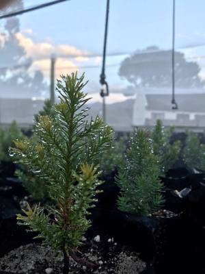 cedars_at_heunigvlei_nursery_original