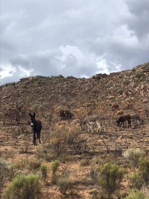 donkeys_in_burnt_field_original