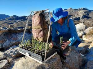 20250726-162858-msca-cedar-tree-planting-weekend_original